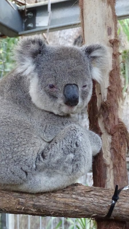 Port Macquarie Koala Hospital