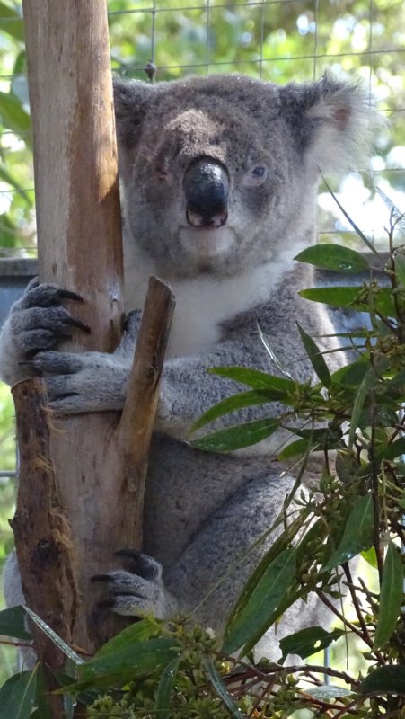 Port Macquarie Koala Hospital