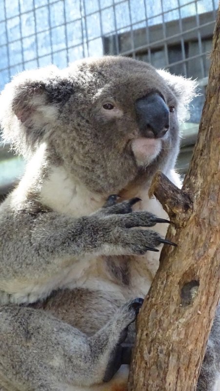 Port Macquarie Koala Hospital