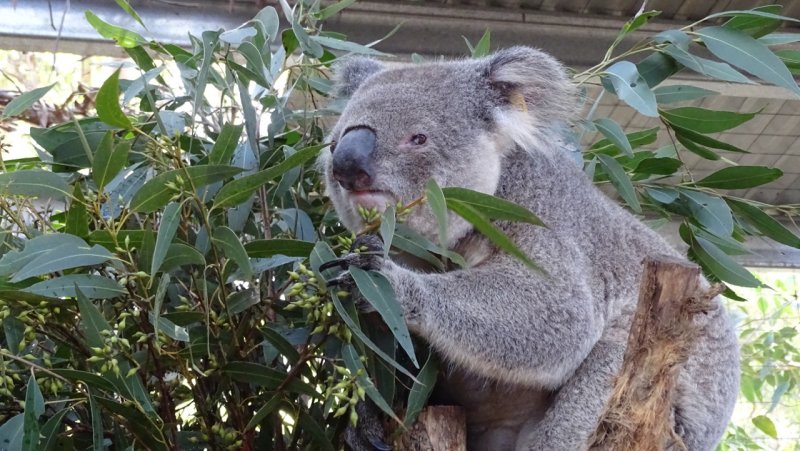 Port Macquarie Koala Hospital