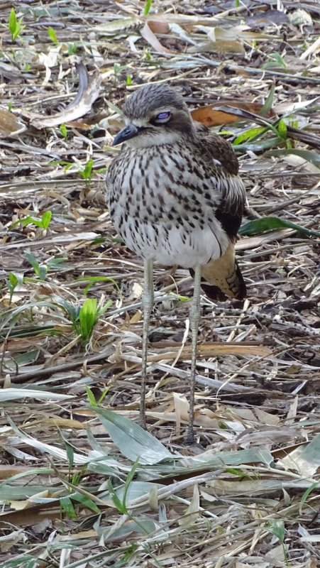 Bush stone-curlew