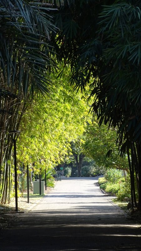 Brisbane City Botanic Gardens