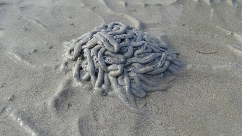 Catseye Beach Sand Worm Pile