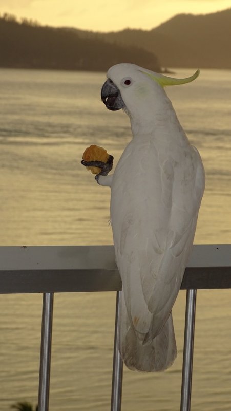 Cockatoo Enjoying a Biscuit for Breakfast