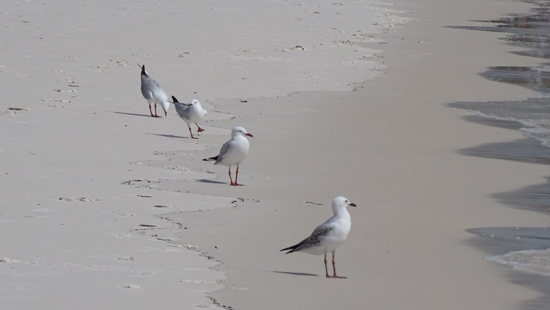 Whitehaven Beach Seagulls