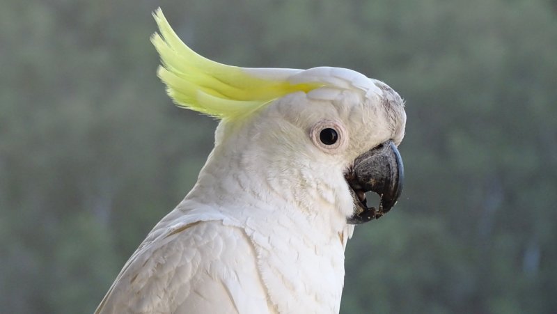 Hamilton Island Cockatoo