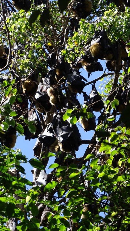 Cairns Flying-foxes