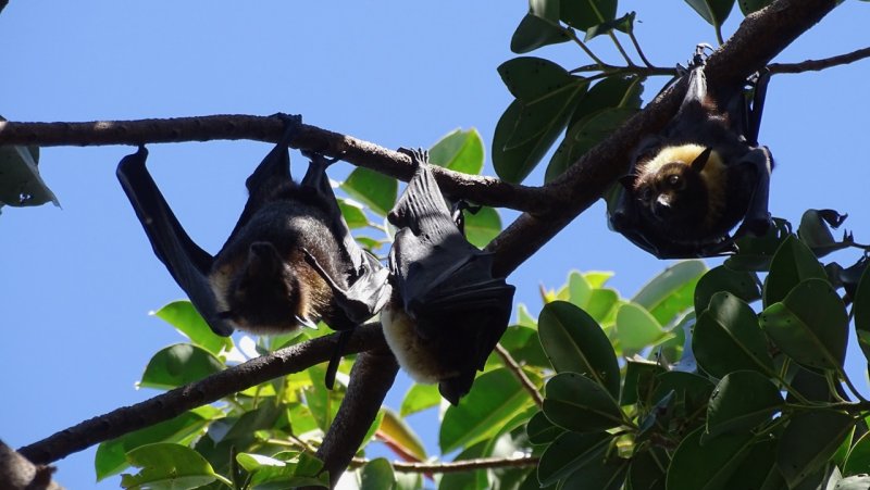 Cairns Flying-foxes
