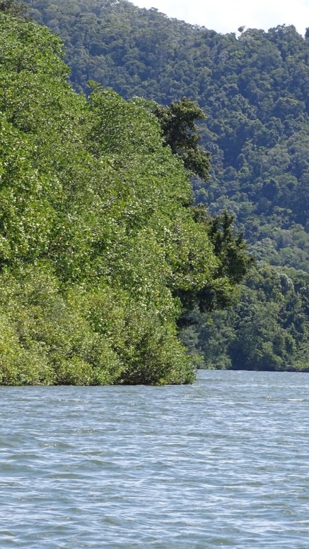 Daintree River