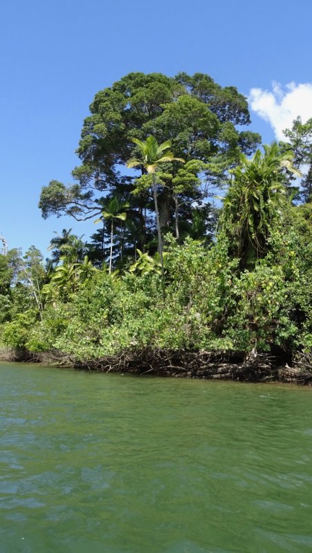 Daintree River