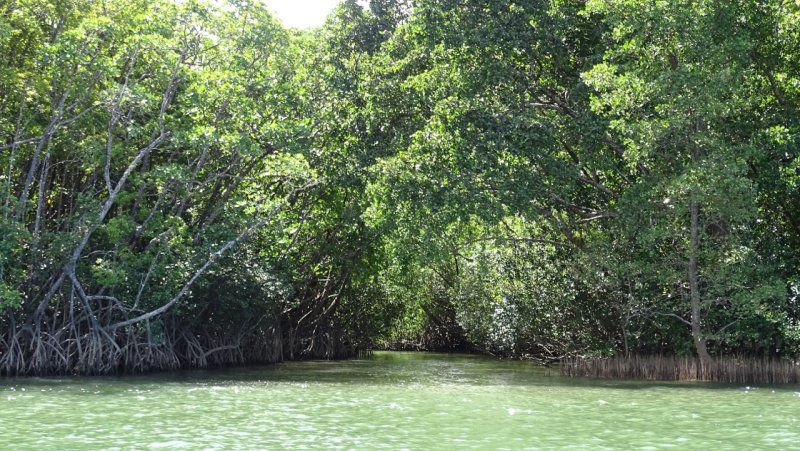 Daintree River