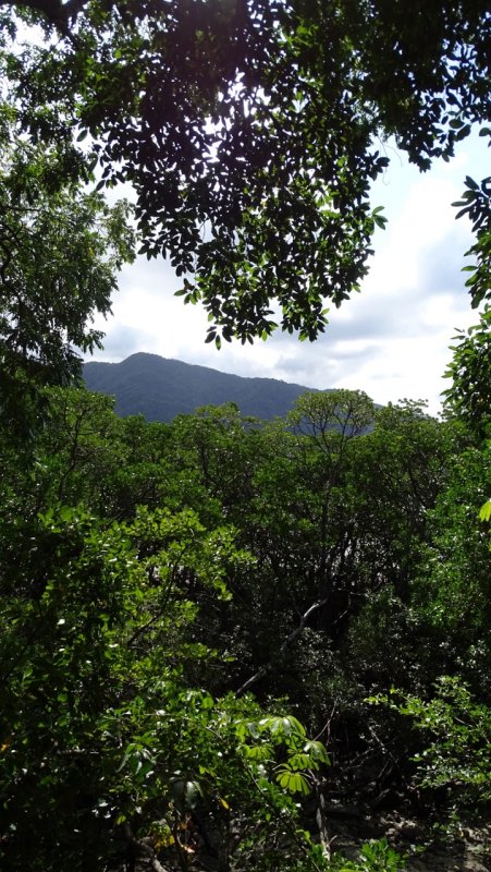 Daintree Rainforest