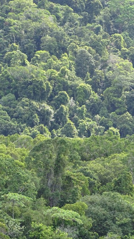 Daintree Rainforest 