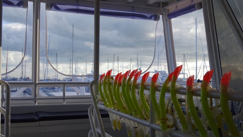 Seastar Cruises