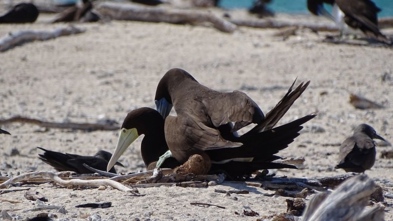 Birds mating on Michaelmas Cay
