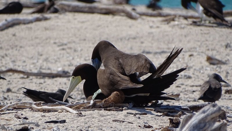 Birds mating on Michaelmas Cay