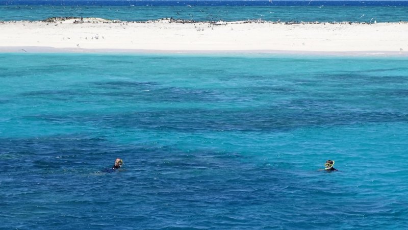 Snorkeling at Michaelmas Cay