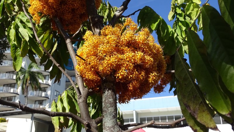 Flowering Tree in Downtown Cairns