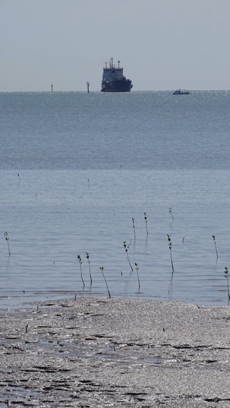 Low Tide at the Cairns Esplanade