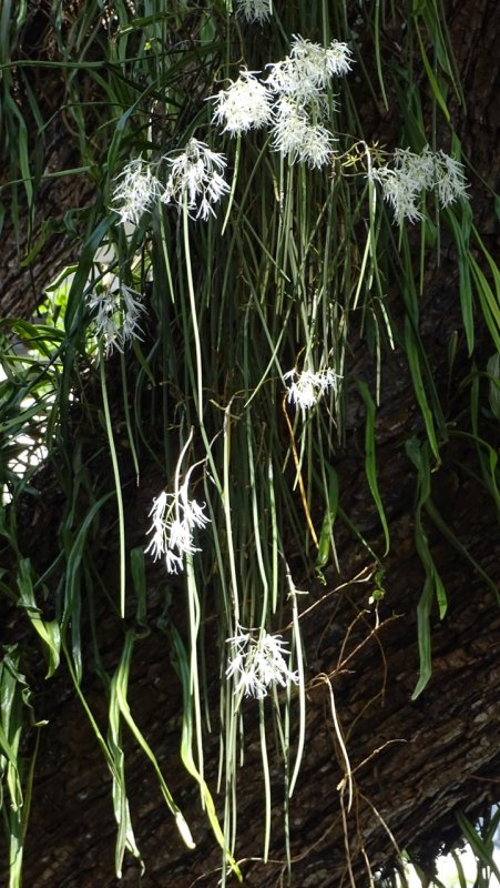 Flowering Tree