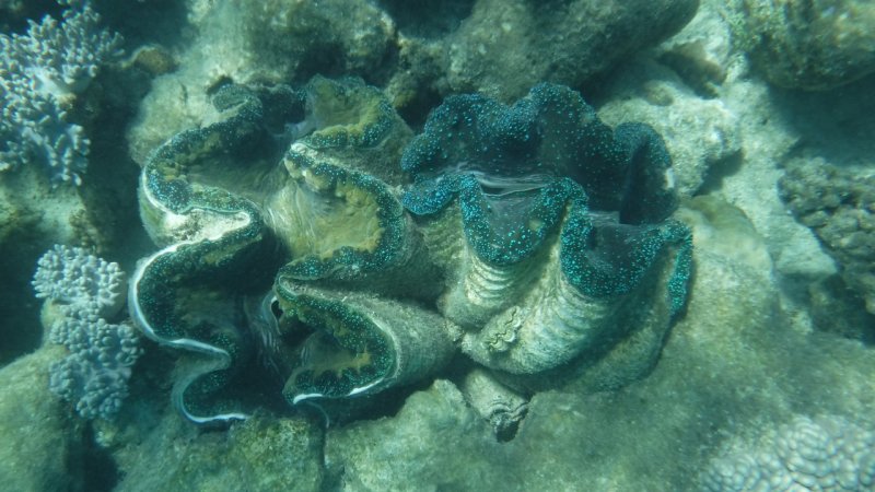 Snorkeling at Hastings Reef