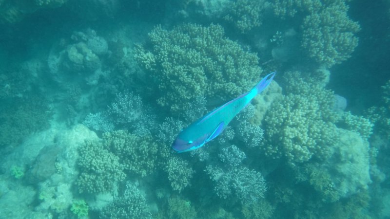 Snorkeling at Hastings Reef