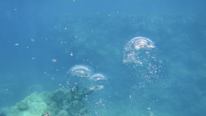 Snorkeling at Hastings Reef