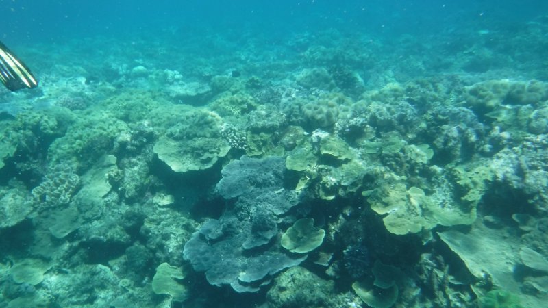 Snorkeling at Hastings Reef