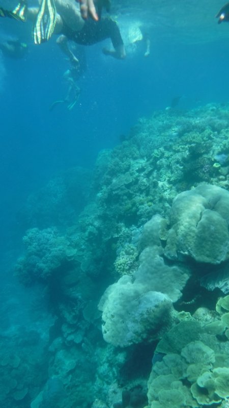 Snorkeling at Hastings Reef