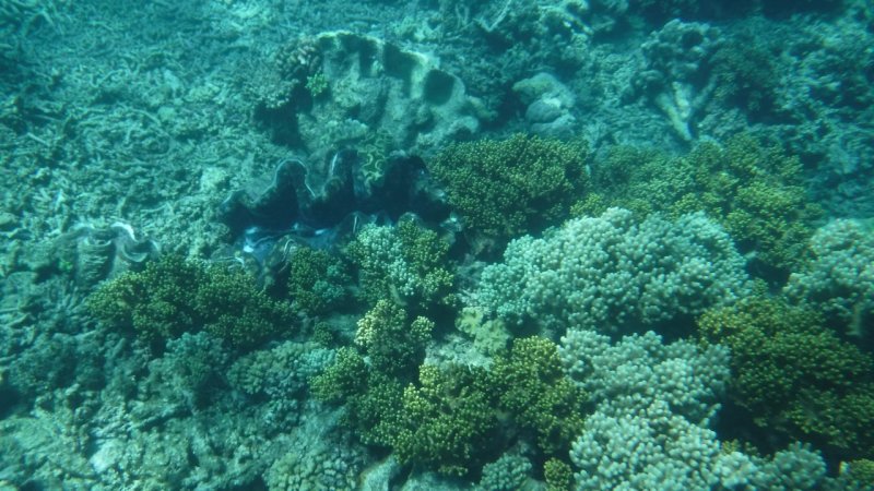 Snorkeling at Hastings Reef