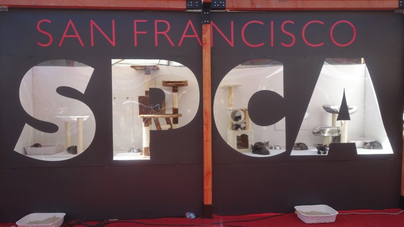 SF SPCA Cuddle Me Festival