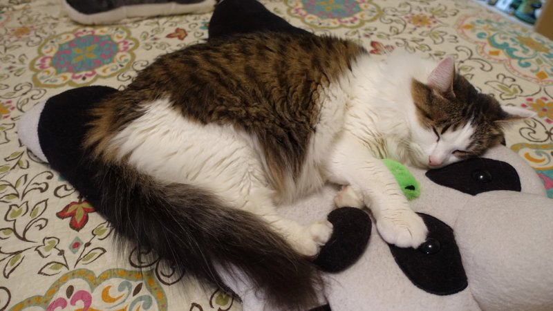 Muni and her green mouse