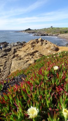 Pebble Beach at Bean Hollow State Beach