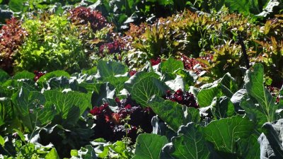 Urubamba Vegetable Garden