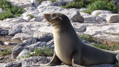 Galapagos Sea Lion Pup