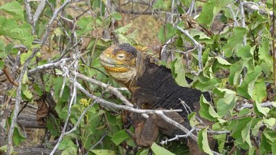 Land Iguana Climbing