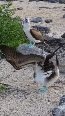 Blue Footed Booby Mating Dance