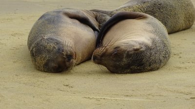 Sea Lions on the Beach