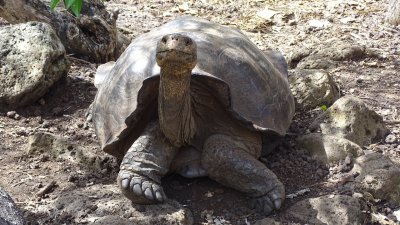 Galapagos Giant Tortoise