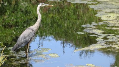 Great Blue Heron in Golden Gate Park