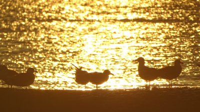 Sunrise Birds