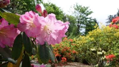 Portland Crystal Springs Rhododendron Garden