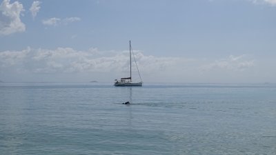 Whitehaven Beach Swimmer