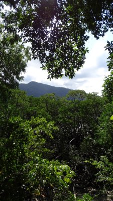 Daintree Rainforest 