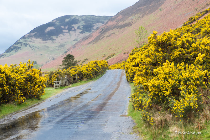 Gorse blooming along the roads and on the hills