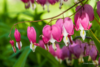 Bleeding Hearts, North Hero, VT