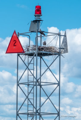 Osprey Nest on Navigation Buoy at The Gut, Lake Champlain