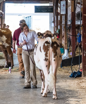 Getting ready to Show her Cow at the Fair