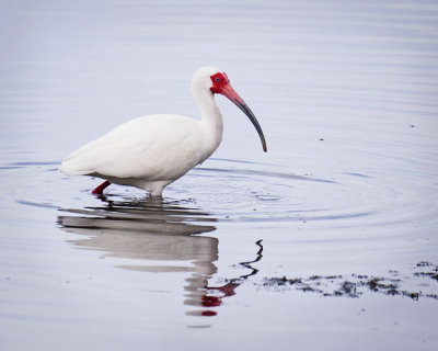 Ibis Reflects