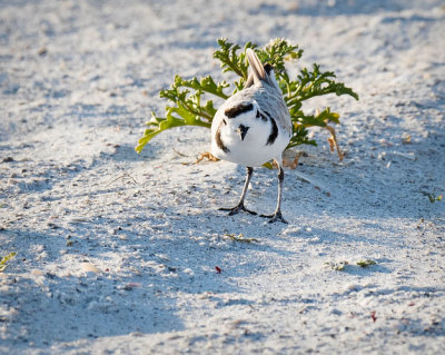 Snowy Plover Looking at Me